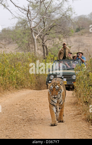 Tourists vehicles following a tiger in the tracks of Ranthambhore national park in north India Stock Photo