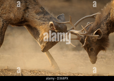 Sambar Deer (Cervus unicolor) sparring in Ranthambhore national park Stock Photo