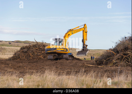 An excavator digging up the invasive sea buckthorn bushes at Aberlady, next to the Gullane golf course, Scotland. Stock Photo