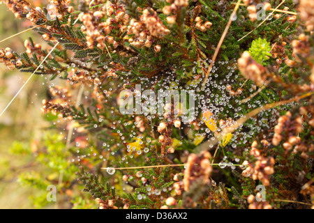 Spider bath - Fantastic showcase of dew drops in a spider web. Autumn / Fall days Stock Photo