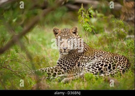 leopard in masai mara, looking in camera Stock Photo