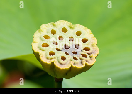 A lotus flower (Nelumbo nucifera) fruit or seed head, in a sunny garden. Stock Photo