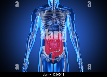 Digital blue human with highlighted digestive system Stock Photo
