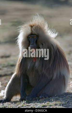 a male Gelada baboon, Simien mountains, Ethiopia Stock Photo