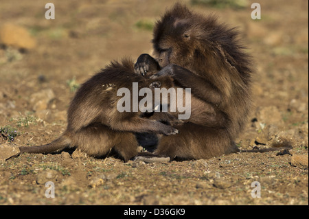 Grooming between Gelada baboons, Simien mountains, Ethiopia Stock Photo