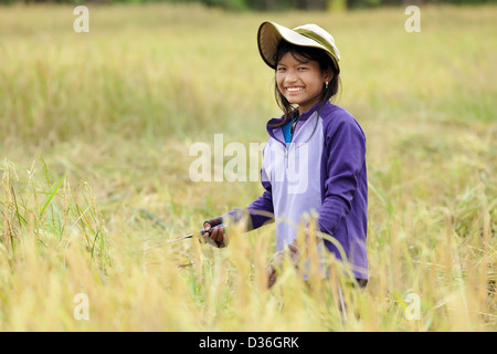 Burmese girl harvesting ripe rice in field, Thailand Stock Photo