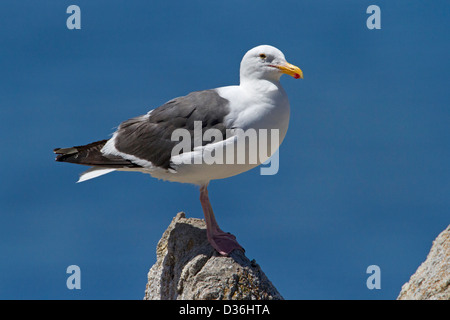 Western Gull (Larus occidentalis) perched on a rock in the Point Lobos State Reserve, Carmel, California, USA in July Stock Photo