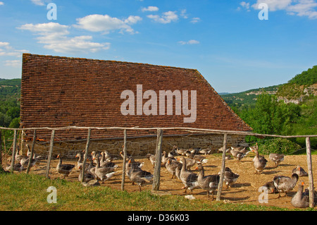 Belcastel, Farm Geese, France, Dordogne, Quercy, Perigord geese, Europe Stock Photo