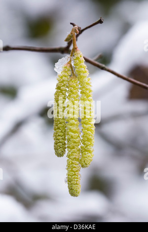 Male catkins on Corylus avellana. Catkins on Common Hazel. Stock Photo