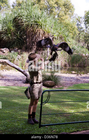 Birds of Prey Show at the Flight Deck, Territory Wildlife Park, Berry Springs, Northern Territory, Australia Stock Photo