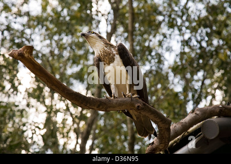 Birds of Prey Show at the Flight Deck, Territory Wildlife Park, Berry Springs, Northern Territory, Australia Stock Photo