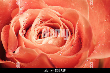 Wet orange rose flower macro photo with shallow depth of field Stock Photo