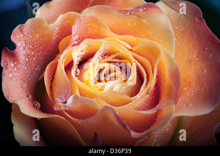 Red and orange rose flower close-up photo with shallow depth of field Stock Photo