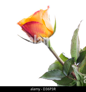 Wet red and yellow rose flower isolated on white Stock Photo