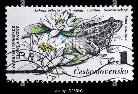 Nymphaea candida, Rana esculenta, postage stamp, Czechoslovakia, 1983 Stock Photo
