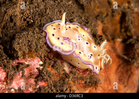 Nudibranch (Chromodoris kunei), on a tropical coral reef in Bali, Indonesia. Stock Photo