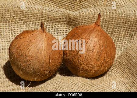 Two coconuts on burlap Stock Photo
