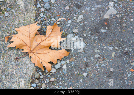 A dry leaf on the winter asphalt Stock Photo