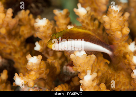 Freckled Hawkfish (Paracirrhites forsteri) resting on hard coral and a tropical coral reef in Bali, Indonesia. Stock Photo