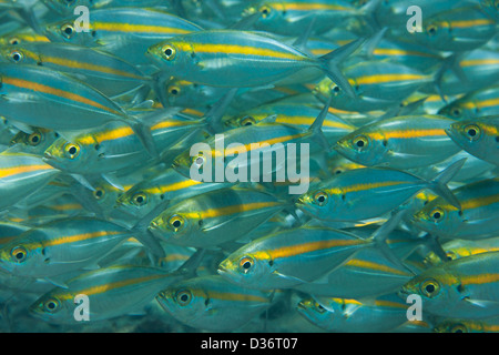 Yellowstripe Scad (Selaroides leptolepis), a large school in Bali, Indonesia. Stock Photo