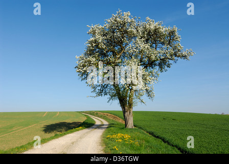 old single pear tree blooming in spring, farm road and fields Stock Photo