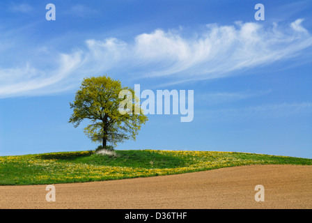 Single oak tree (quercus robur) in meadow of blooming dandelions, picturesque clouds Stock Photo