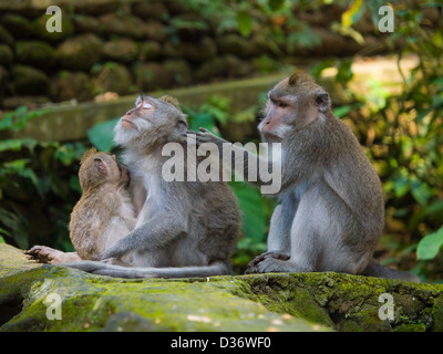 family macaque monkeys Stock Photo