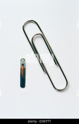 Vets Pet microchip with paper clip to show size scale micro chip for animal dog or cat Stock Photo