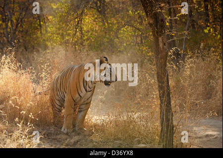 Tiger in the dry grasses of Ranthambore tiger reserve Stock Photo