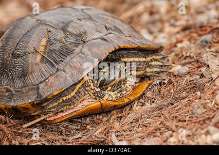 Midland Painted Turtle hiding in shell Stock Photo