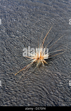 Spinifex coastal grass on the sand at Mangawhai Heads beach. Stock Photo