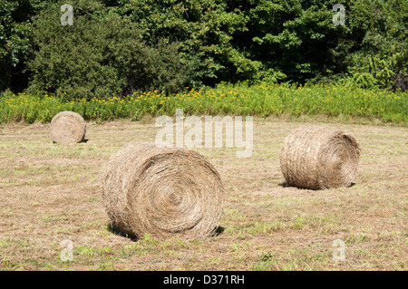 Rolled or round hay bales drying on farmland in Massachusetts, USA. Stock Photo