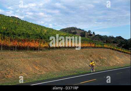 lone bicyclist rides on the Silverado Trail in Autumn Stock Photo