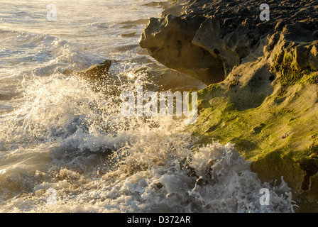 Splashing waves in the first light of sunrise at Blowing Rocks Preserve on Jupiter Island in South Florida. USA. Stock Photo