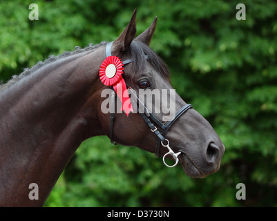 A prize-winning horse at a show, showing its rosette Stock Photo