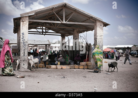 A scene from the livestock market in Hergeisa, the capital of the semi-autonomous country of Somaliland Stock Photo