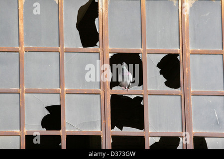 Pigeon sits on the broken window Stock Photo