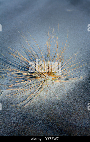 Spinifex coastal grass on the sand at Mangawhai Heads beach. Stock Photo