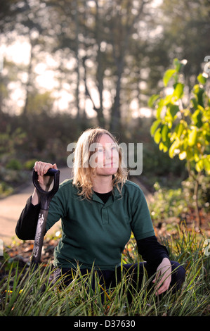 A female gardener amongst the grass-like plant Luzula sylvatica 'Marginata' or Great Wood-Rush UK Stock Photo