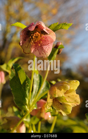 Helleborus orientalis or the Lenten Rose Stock Photo