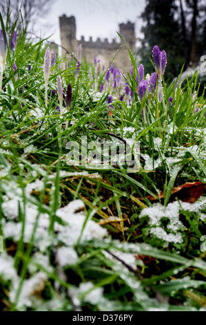 Reigate, Surrey, UK. 11th February 2013. Crocus growing in The Castle grounds, Reigate, surrey after a downfall of snow. Credit: Malcolm Case-Green/ Alamy Live News Stock Photo