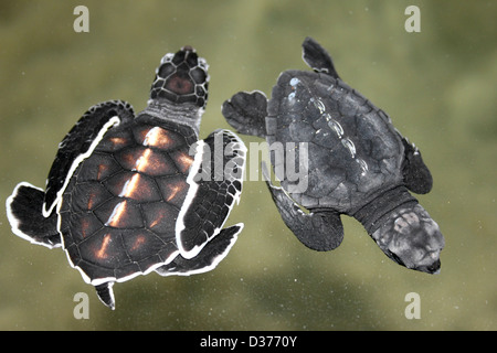 Left - Olive Ridley Sea Turtle Lepidochelys olivacea  Right - Green Sea Turtle Chelonia mydas Stock Photo