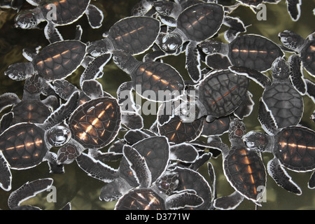 Two Day Old Baby Olive Ridley & Green Sea Turtles Stock Photo