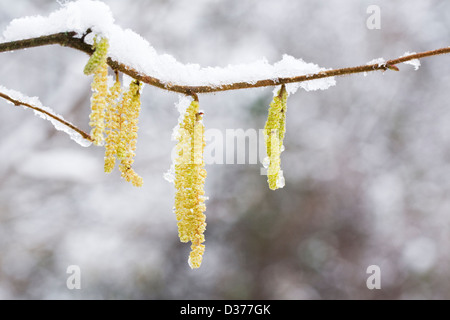 Male catkins on Corylus avellana. Catkins on Common Hazel. Stock Photo