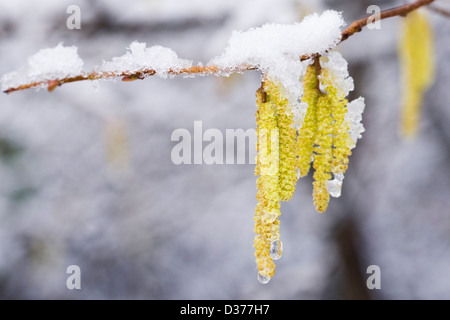Male catkins on Corylus avellana. Catkins on Common Hazel. Stock Photo