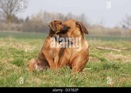 Dog Rhodesian Ridgeback / African Lion Hound  adult and puppy in a meadow Stock Photo