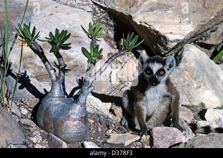 Young Ring-Tail Lemur or Ring-Tailed Lemur, Lemur catta, and Pachypodium rosalatum or Elephant's Foot Plant Isalo National Park Madagascar Stock Photo