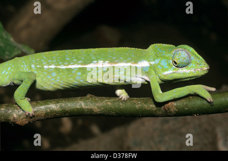 Male Chameleon Furcifer lateralis known as White-lined Chameleon, Carpet Chameleon or Jewel Chameleon Endemic to Eastern Madagascar Stock Photo