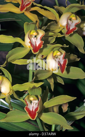 Cymbidium lowianum Orchid Stock Photo
