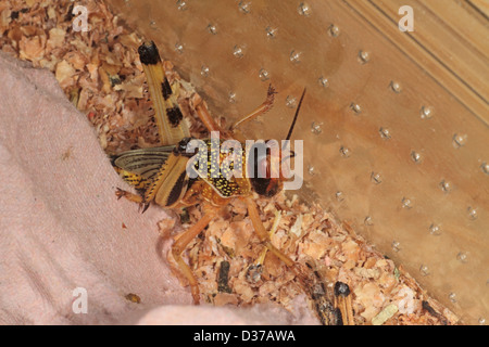 Baby Locust bred as pet food for reptiles etc. Stock Photo